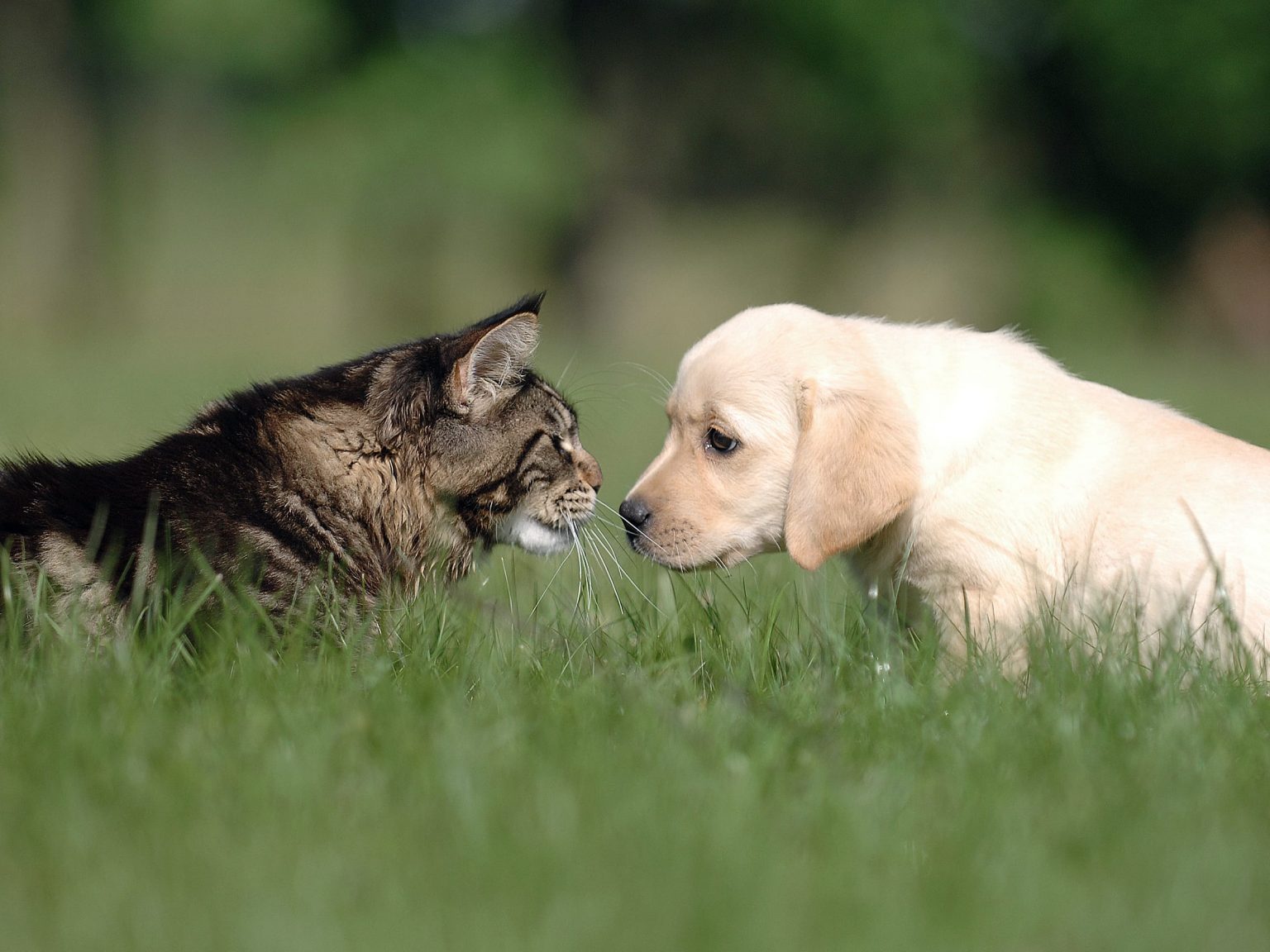 veterinary-services-in-sunnyvale-ca-cherry-chase-pet-hospital
